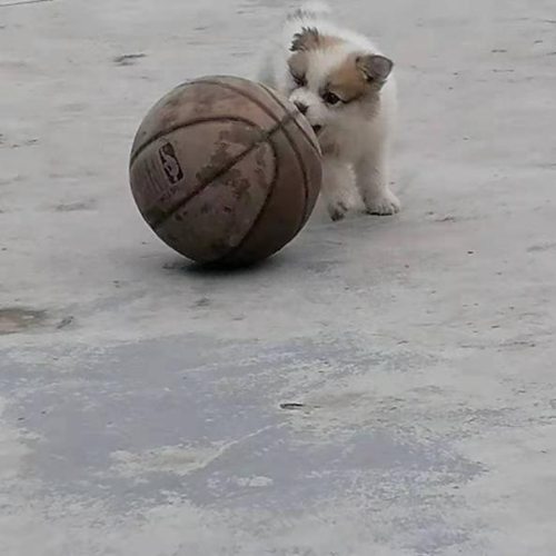 训练篮球体育犬视频直播的相关图片